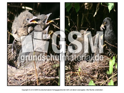 Faltform-Amsel 6.pdf